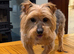 Beautiful Yorkshire Terrier