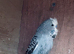 Baby grey male budgie
