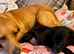 Black labs