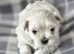 TINY KOREAN MALTIPOO PUPPIES