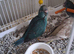 Handreared kakariki