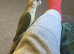 Green cheek conure