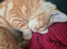2 ginger kittens