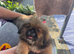 3 pups for sale