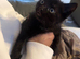 Beautiful black kitten