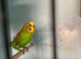Pair of Green Budgies - Cock & Hen