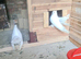 Full White indian fantail pair