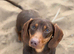 KC MINITURE DACHSHUND BOY