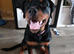 Rottweiler Female | 5 months