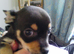 Chihuahua Puppies for Sale
