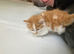 Gorgeous  Norwegian forest  x kitten