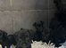 Beautiful patterdale terriers!