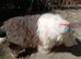 KC registered Old English Sheepdogs