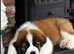 We have a amazing litter of Saint Bernards