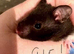 Baby hamsters silly tame