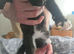 9 week old kitten