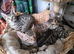 Snow lynx bengal kittens
