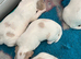 Cocker spaniel puppies