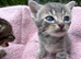 Beautiful & friendly kittens