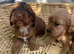 F1 B cavapoo puppies