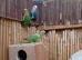Proven adult peachfaced lovebirds