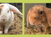 Mini Plush Lops. Hypoallergenic fur.
