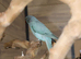 Baby Blue Ring Neck Talking Parrots,9