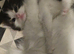 Turkish angora cross kittens READY NOW