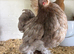 8 Pekin bantam pullets now POL
