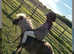 Unflappable miniature Shetland