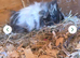 2 female guinea pigs