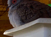 Diamond Doves ready now
