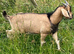 Intact male goat kid