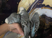 Baby hand reared budgies