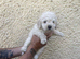 Hungarian puli cross miniature poodle