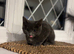 Stunning kittens only to loving homes