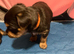Yorkie/Chihuahua