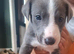 Whippet x whippet lurcher