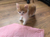 Kittens