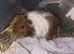 9 week old baby guinea pig