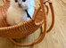 ragdoll kittens ONLY 4 LEFT