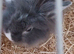 Female lionhead