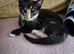 Exquisite Maincoon x Siamese Babies Ready for Loving homes