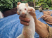 Ferret kits available
