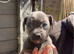 Dachshund x french bulldog