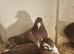 meluman cock birds