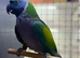 Derbyan Parakeet