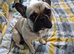 Rehome