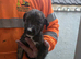 Beddy greyhound pups