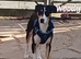 Rescue dogs searching for their furever homes